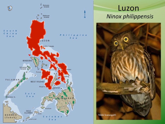 Luzon and most Visayan populations share similar song and plumage.