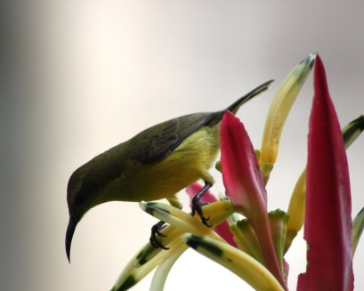 Female Olive-backed Sunbird feeding on heliconia flowers. Photo by Angie Tan-Carlsen.
