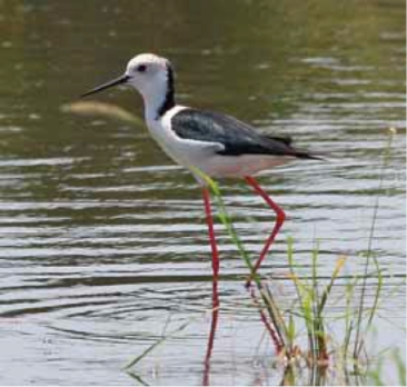 Black-winged Stilt showing a well-developed black nuchal mane and near-white head, characters normally associated with White-headed Stilt. Pulau Burung, Penang, Malaysia, 18 March 2008. Photo by David Bakewell (in BirdingASIA letter)