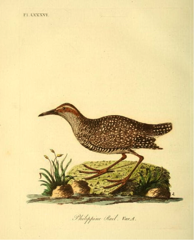 Latham’s A General Synopsis of Birds: Buff-banded Rail