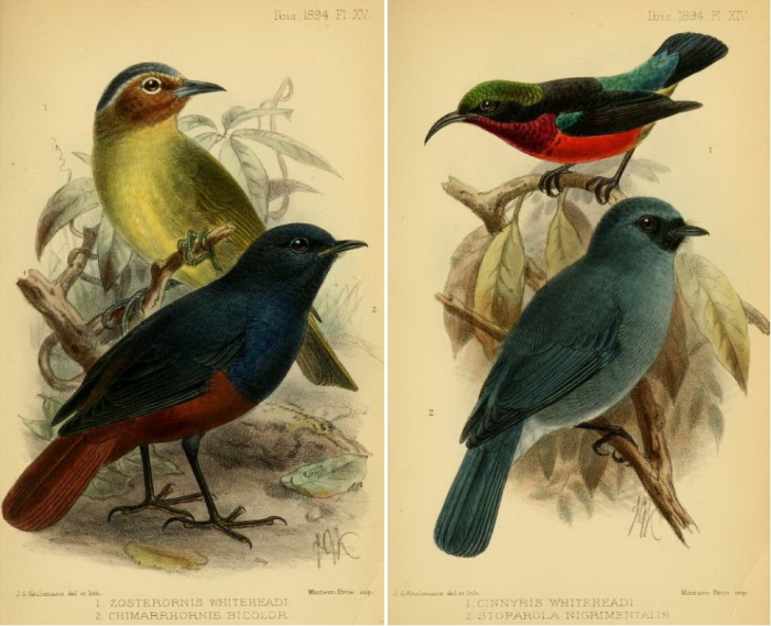 Ogilvie-Grant in The Ibis (1894): (left) Chestnut-faced babbler and Luzon Water Redstart; (right) Purple-throated Sunbird and Turquoise Flycatcher