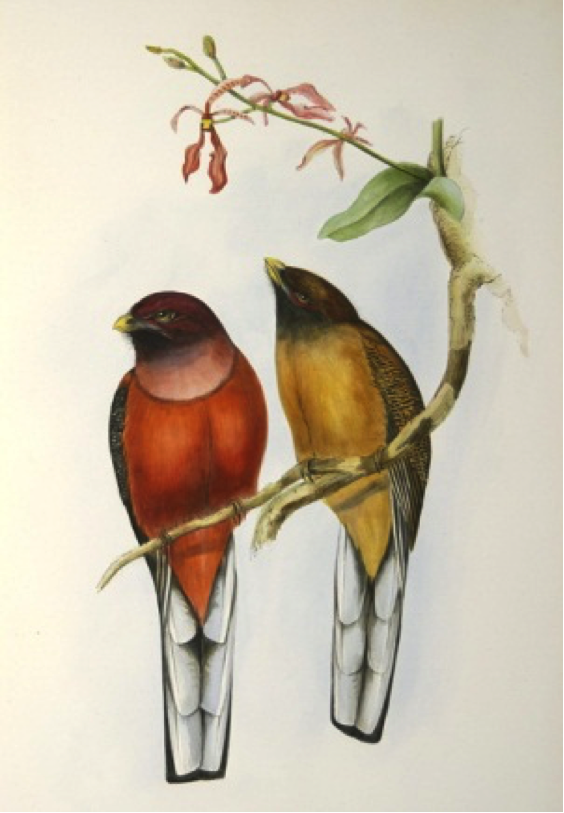 Gould’s A Monograph of the Trogonidae (1875): Philippine Trogon