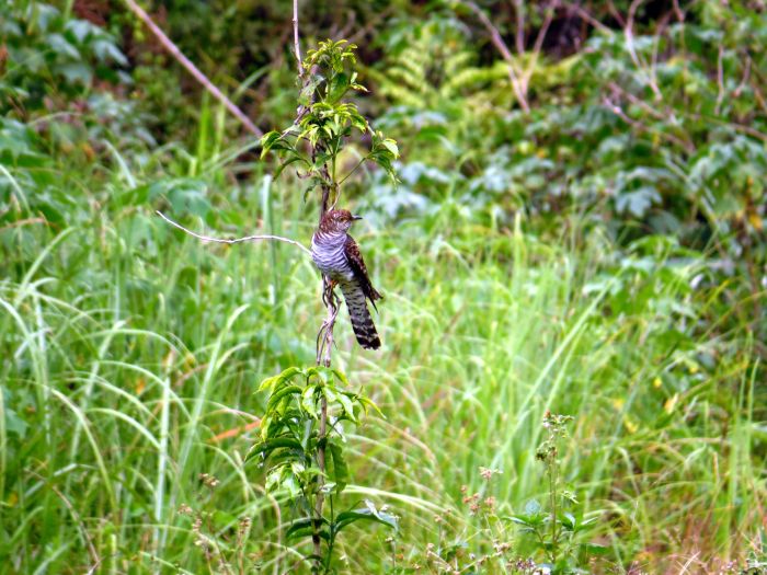 Oriental or Himalayan female Hepatic Cuckoo. Photo by Juan Mesquida.