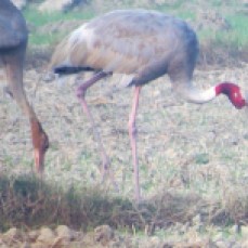 I had seen Sarus Cranes before and seeing them again still makes me excited yet sad because these cranes can no longer be seen in the Philippines.