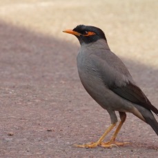 Bank Mynah are common in this part of India, often seen scavenging for leftover food.