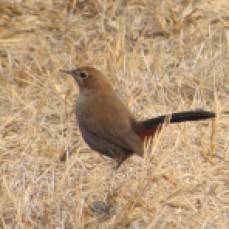 I was happy to spot this Indian Robin in a desolate-looking dry grassland